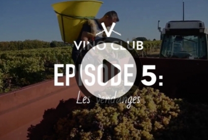 Différence entre les vendanges manuelles et mécaniques