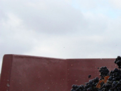 Qu'est-ce que le Beaujolais Nouveau ?